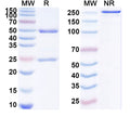 SDS-PAGE for Anti-SARS-COV2 RBD Antibody (1A12).