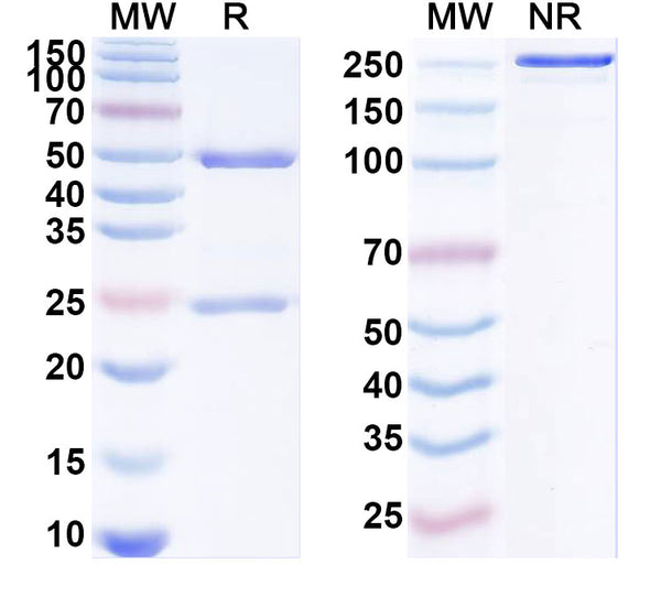 SDS-PAGE for Anti-SARS-COV2 RBD Antibody (1A12).
