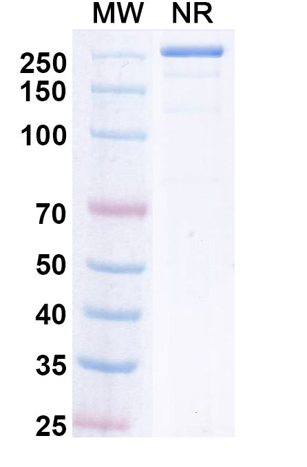 Anti-SARS-CoV-2 RBD Reference Antibody (Upanovimab) – Figure 1 of 1