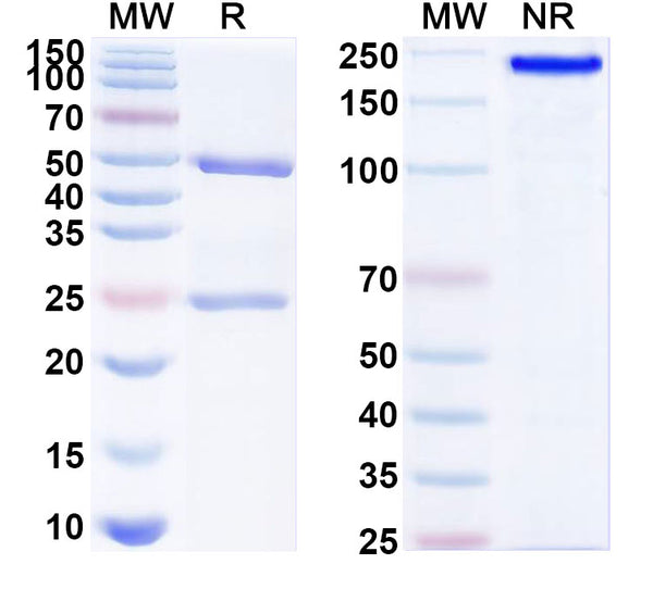 SDS-PAGE for Anti-SARS-CoV-2 RBD antibody (1B6).