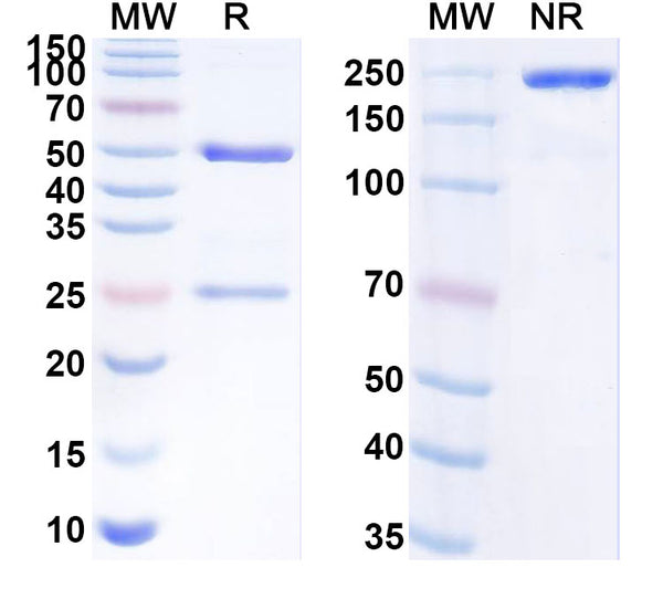 SDS-PAGE for Anti-SARS-CoV-2 RBD antibody (1E4#).