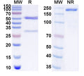 SDS-PAGE for Anti-SARS-CoV-2 RBD antibody (1F7).