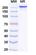 Anti-SARS-CoV-2 RBD Reference Antibody (Lomtegovimab) – Figure 1 of 1