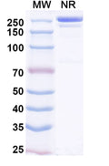 Anti-SARS-CoV-2 RBD Reference Antibody (Enuzovimab) – Figure 1 of 1
