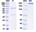 SDS-PAGE for Anti-SARS-CoV-2 RBD antibody (2A2).