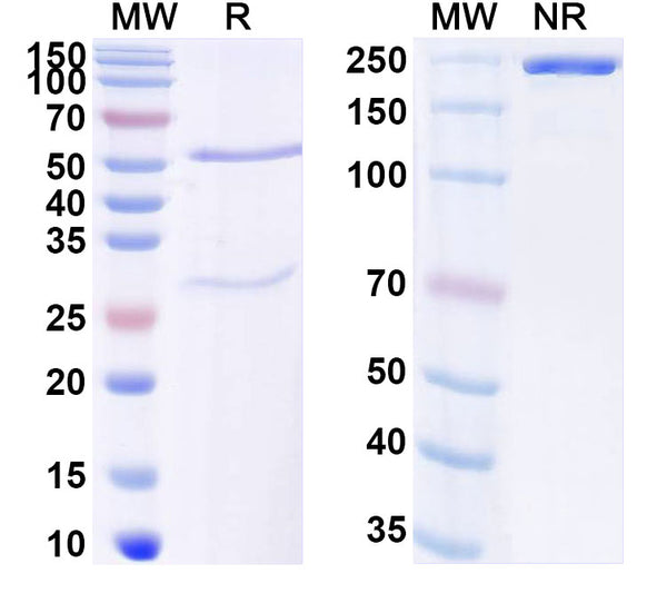 SDS-PAGE for Anti-SARS-CoV-2 RBD antibody (2A2).