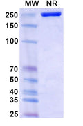 Anti-SARS-CoV-2 RBD Reference Antibody (Adintrevimab)
