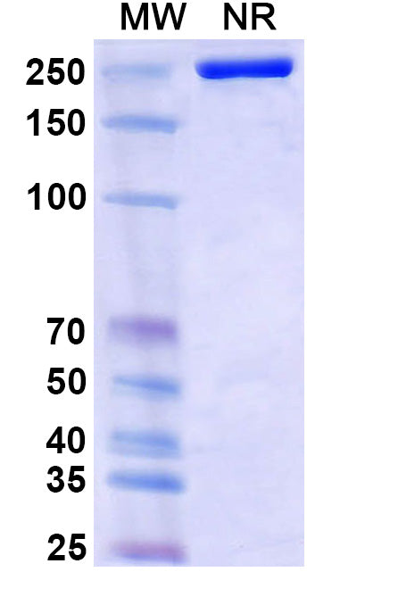 Anti-SARS-CoV-2 RBD Reference Antibody (Adintrevimab)