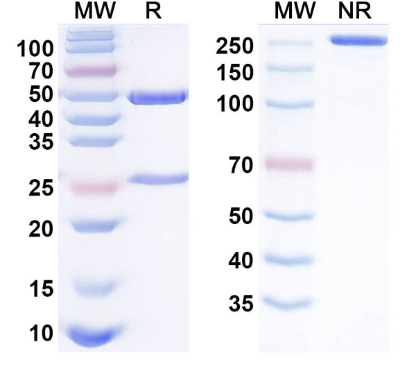 SDS-PAGE for InVivoMAb Anti-SARS-CoV-2 RBD (KP.2) Neutralizing Antibody (Iv0263)