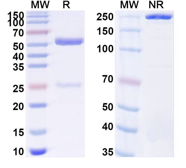 SDS-PAGE for Anti-SARS-CoV-2 RBD antibody (2G1).