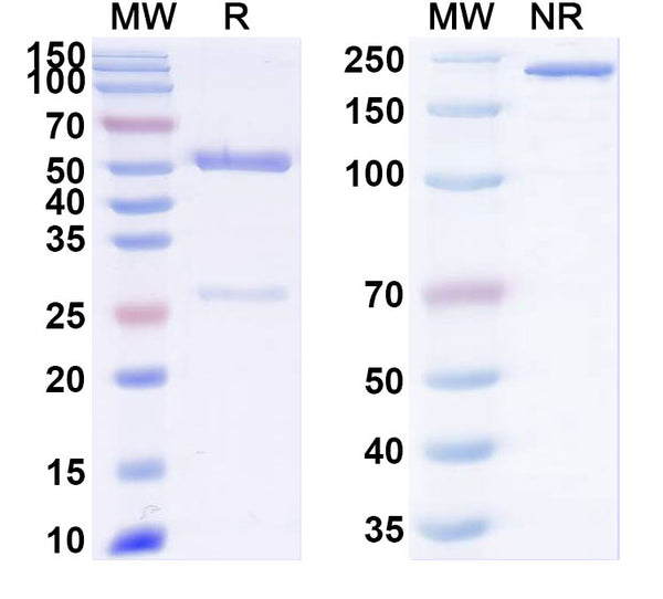SDS-PAGE for Anti-SARS-CoV-2 RBD antibody (2A93).