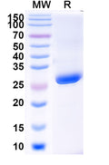 SDS-PAGE for Anti-SARS-CoV-2 RBD Antibody (1E4#)