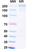 SDS-PAGE for Anti-SARS-CoV-2 Spkie protein IgA Antibody (S309).