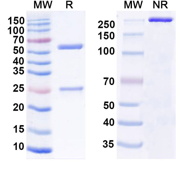 Anti-SARS-CoV-2 RBD Reference Antibody (S2X324) – Figure 1 of 1