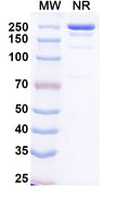 Anti-SARS-CoV-2 RBD Reference Antibody (Plutavimab) – Figure 1 of 1