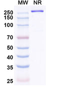 Anti-SARS-CoV-2 RBD Reference Antibody (Gorivitug)