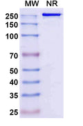 Anti-SARS-CoV-2 RBD Reference Antibody (Sipavibart) – Figure 1 of 2