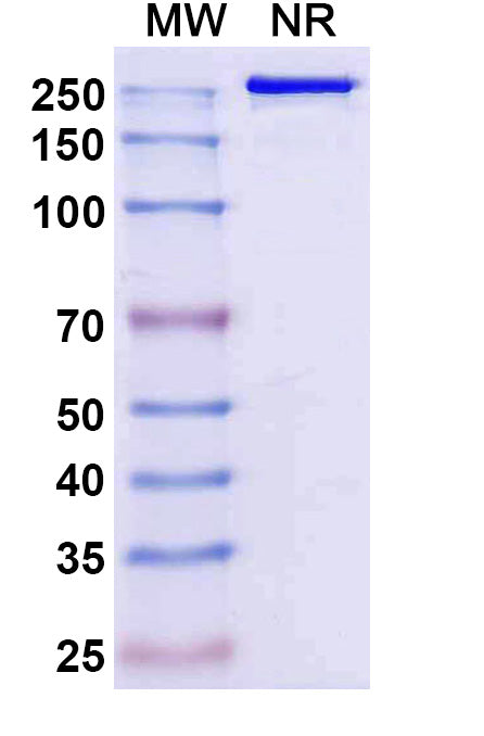Anti-SARS-CoV-2 RBD Reference Antibody (Sipavibart) – Figure 1 of 2