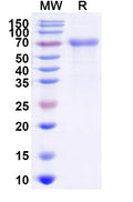 Recombinant Mojiang virus/MojV G/Glycoprotein Protein, C-Strep