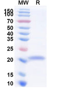 Recombinant Mojiang virus/MojV F/Fusion glycoprotein F0 Protein, N-His-SUMO & C-Strep