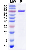Recombinant CHIKV Spike glycoprotein E2 Protein, C-Fc
