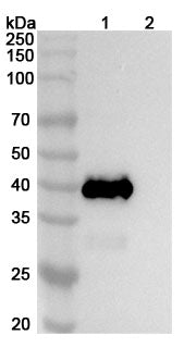 SDS-PAGE for Anti-CHIKV Spike glycoprotein E2 Antibody (5F10)