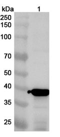 Western blot analysis was performed using anti-F-PIV5 polyclonal antibody at 1ug/mL on various samples.
Lane 1: recombinant PIV5 F/Fusion glycoprotein F0 (Catalog No: VK583012)