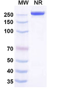 SDS-PAGE for Anti-DENV-1 Envelope protein E Antibody (14c10).