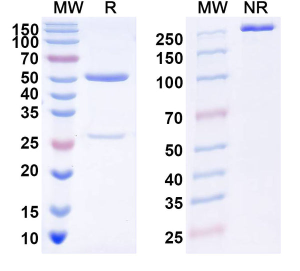 SDS-PAGE for Anti-DENV-1 Envelope protein E Antibody (63-6C)