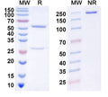SDS-PAGE for Anti-DENV-1 Envelope protein E Antibody (4E11#)