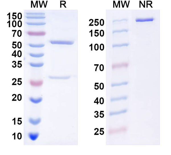 SDS-PAGE for Anti-DENV-2 Envelope protein E/EDII fusion loop Antibody (DV82.11)