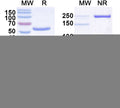SDS-PAGE for Anti-DENV-3 Envelope protein E/EDIII A strand Antibody (5J7)