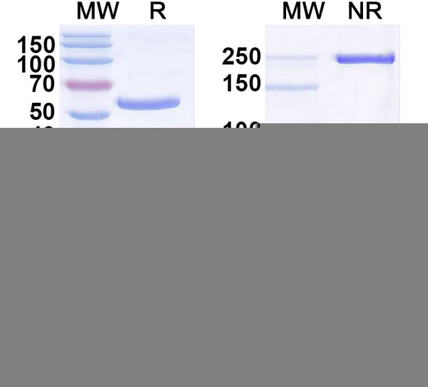 SDS-PAGE for Anti-DENV-3 Envelope protein E/EDIII A strand Antibody (5J7)