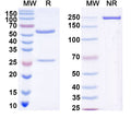 SDS-PAGE for Anti-DENV-2 Envelope protein E/EDE1 Antibody (2C8)