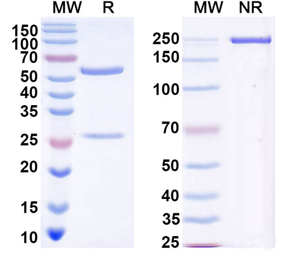 SDS-PAGE for Anti-DENV-2 Envelope protein E/EDE1 Antibody (2C8)