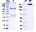 SDS-PAGE for Anti-DENV-2 Envelope protein E/EDE2 Antibody (A11)