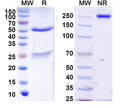SDS-PAGE for Anti-DENV-2 Envelope protein E Antibody (2D22)