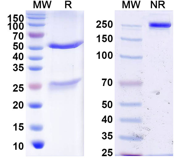 SDS-PAGE for Anti-DENV-2 Envelope protein E/DIII C-C′loop Antibody (E104#)