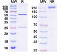 SDS-PAGE for Anti-DENV-4 Envelope protein E/EDIII domain Antibody (2D73)
