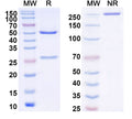 SDS-PAGE for Anti-DENV-1/2/3/4 Envelope protein E/EDIII A strand Antibody (4E11#)