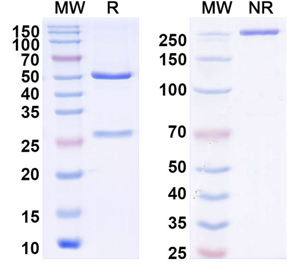 SDS-PAGE for Anti-DENV-1/3/4 Envelope protein E/EDIII domain Antibody (2H12)