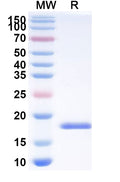 SDS-PAGE for Anti-HCMV/HHV5 HHRF3/US28 Nanobody (SAA0899).