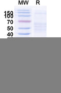 SDS-PAGE for Anti-HCMV/HHV5 HHRF3/US28 Nanobody (SAA1107)