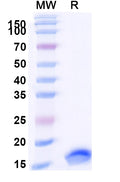 SDS-PAGE for Anti-HHV5/HCMV HHRF3/US28 Nanobody (Nb7)