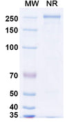 SDS-PAGE for InVivoMAb Anti-Pseudorabies Virus/PRV gB/Envelope glycoprotein B/UL27 Antibody (1H1).