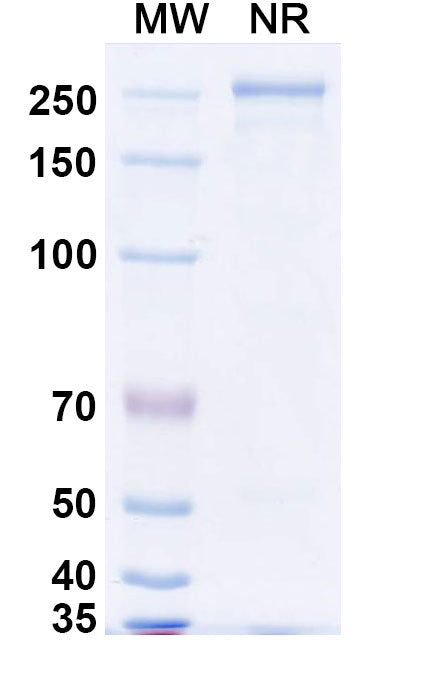 SDS-PAGE for InVivoMAb Anti-Pseudorabies Virus/PRV gB/Envelope glycoprotein B/UL27 Antibody (1H1).
