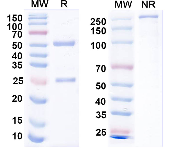 SDS-PAGE for Anti-EBV/HHV-4 gH/BXLF2 Antibody (CL40).