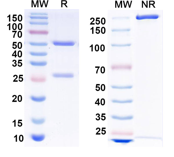 SEC-HPLC detection for Anti-EBV/HHV-4 gH & gL Complexes Antibody (769B10).