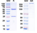SDS-PAGE for Anti-EBV/HHV-4 gH & gL Complexes Antibody (AMMO1).