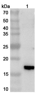 Western blot analysis was performed using anti-2-EP402R polyclonal antibody at 1ug/mL on various samples.
Lane 1: recombinant ASFV EP402R (Catalog No: VK599012)